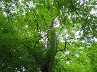 Fraxinus platypoda, photographed by Marco Mussita
