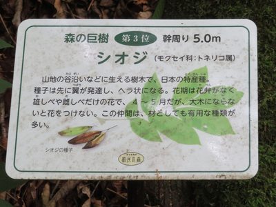 Fraxinus platypoda, photographed by Marco Mussita