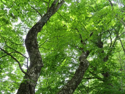 Carpinus cordata, photographed by Marco Mussita