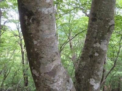 Fagus crenata, photographed by Marco Mussita