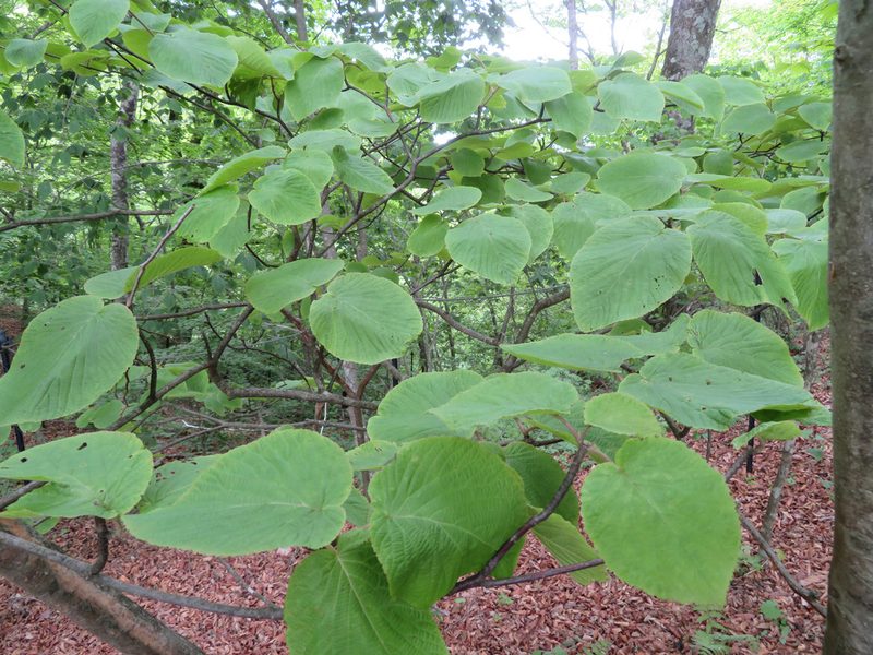 Viburnum furcatum, photographed by Marco Mussita