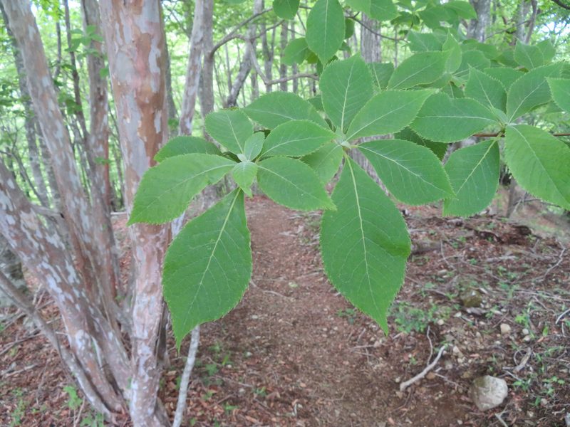 Clethra barbinervis, photographed by Marco Mussita