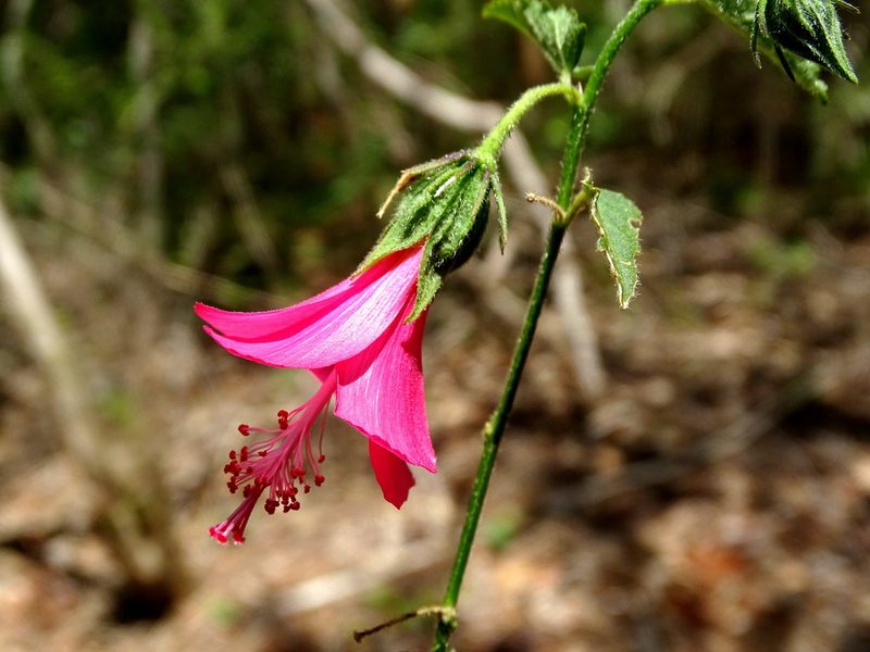 Hibiscus poeppigii, photographed by Alexis López Hernández