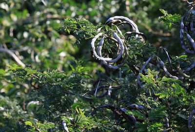 Vachellia kosiensis, photographed by Wynand Uys