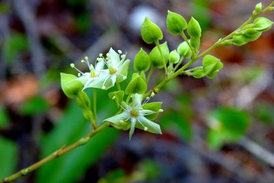 Gymnopodium floribundum, photographed by Alexis López Hernández