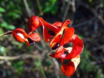 Pithecellobium unguis-cati, photographed by Alexis López Hernández