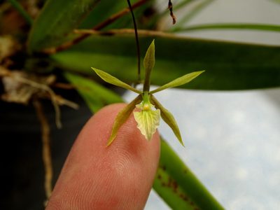 Encyclia nematocaulon, photographed by Alexis López Hernández