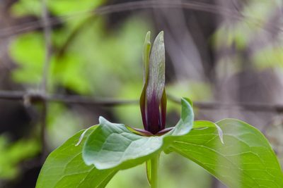 Trillium viridescens, photographed by Jay Pruett