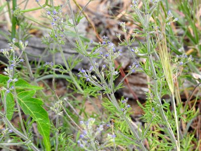 Teucrium orientale, photographed by Konstantin Grebennikov