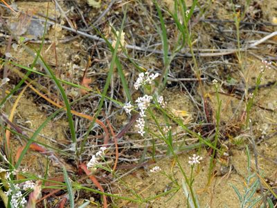 Cynanchica diminuta, photographed by Konstantin Grebennikov