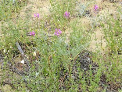 Astragalus brachylobus, photographed by Konstantin Grebennikov