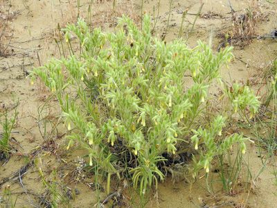 Onosma setosa, photographed by Konstantin Grebennikov