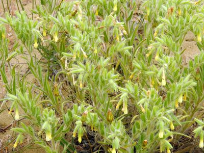 Onosma setosa, photographed by Konstantin Grebennikov