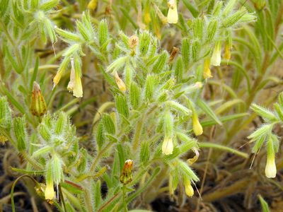 Onosma setosa, photographed by Konstantin Grebennikov