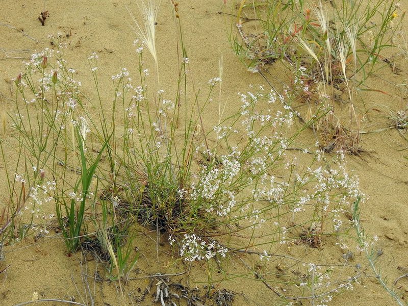 Cynanchica diminuta, photographed by Konstantin Grebennikov