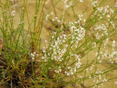 Cynanchica diminuta, photographed by Konstantin Grebennikov