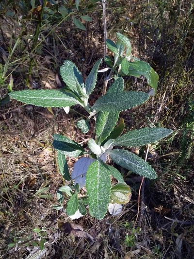 Senecio hypoleucus, photographed by insiderelic