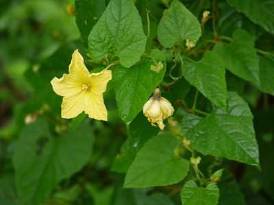 Momordica dioica, photographed by Dinesh Valke