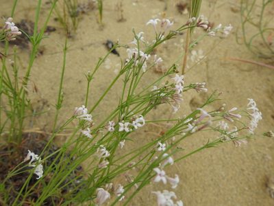 Cynanchica diminuta, photographed by Konstantin Grebennikov