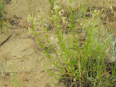 Teucrium orientale, photographed by Konstantin Grebennikov
