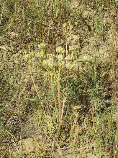 Zosima absinthiifolia, photographed by Konstantin Grebennikov