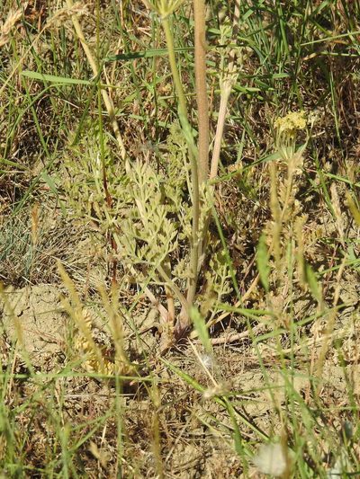 Zosima absinthiifolia, photographed by Konstantin Grebennikov