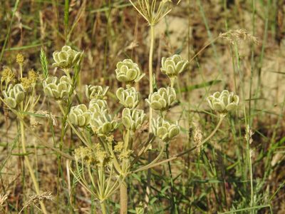 Zosima absinthiifolia, photographed by Konstantin Grebennikov