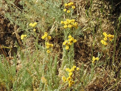 Tanacetum achilleifolium, photographed by Konstantin Grebennikov