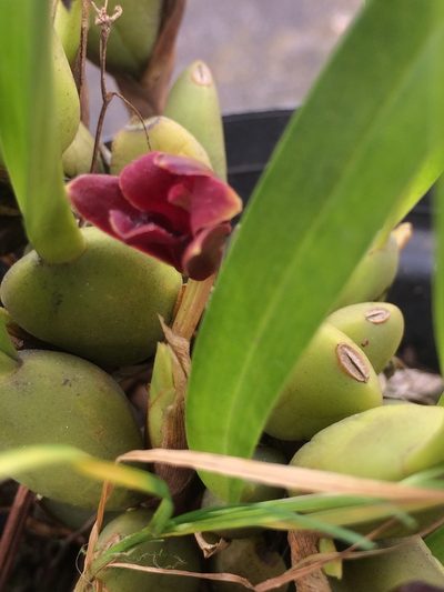 Maxillaria variabilis, photographed by Adrianh M. Orozco