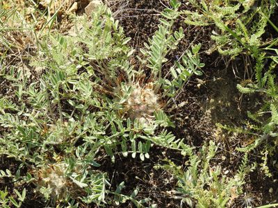 Astragalus dolichophyllus, photographed by Konstantin Grebennikov