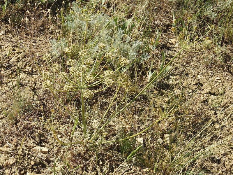Zosima absinthiifolia, photographed by Konstantin Grebennikov