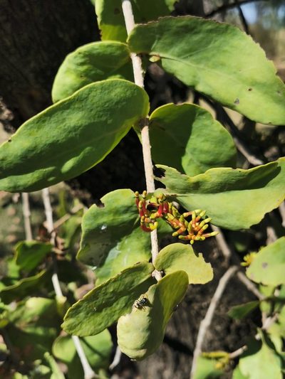 Decaisnina signata, photographed by Margaret Donald