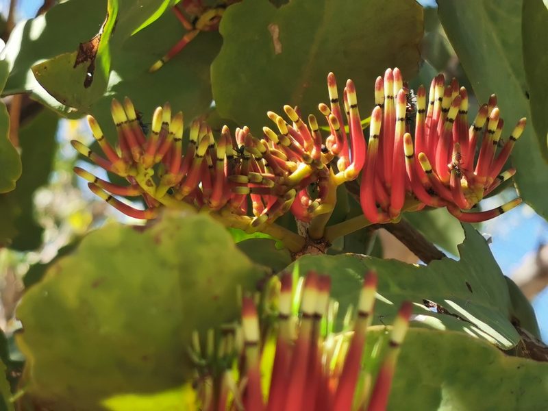 Decaisnina signata, photographed by Margaret Donald