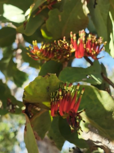 Decaisnina signata, photographed by Margaret Donald