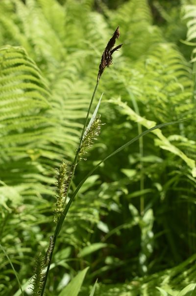 Carex drymophila, photographed by Repina Tatyana