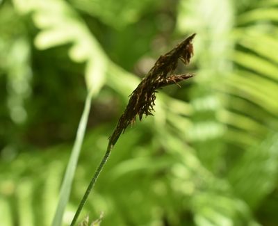 Carex drymophila, photographed by Repina Tatyana