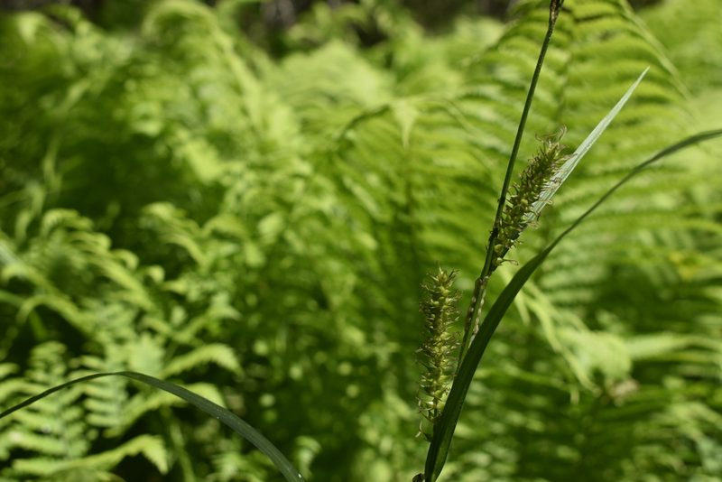 Carex drymophila, photographed by Repina Tatyana