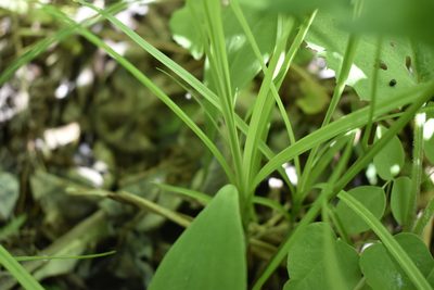 Carex drymophila, photographed by Repina Tatyana