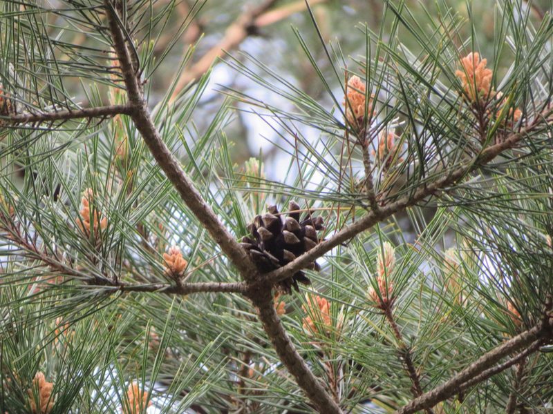 Pinus densiflora, photographed by Marco Mussita