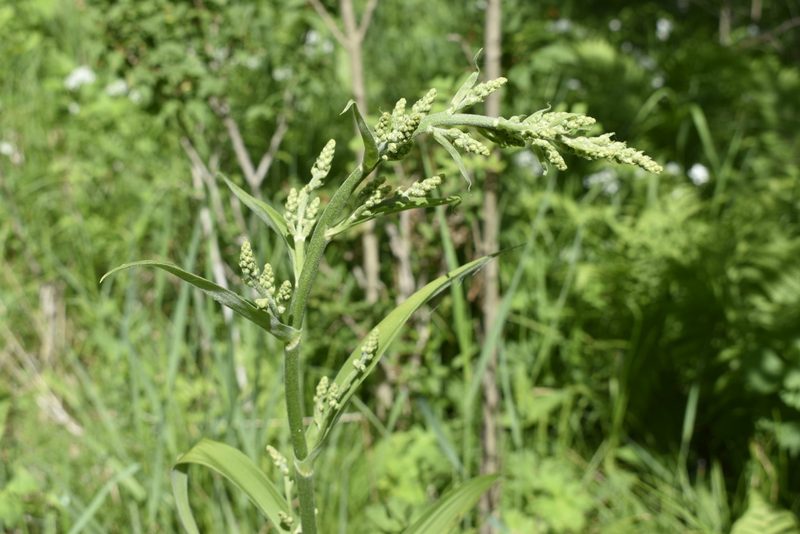 Veratrum dahuricum, photographed by Repina Tatyana