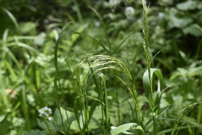 Sibirotrisetum sibiricum, photographed by Repina Tatyana
