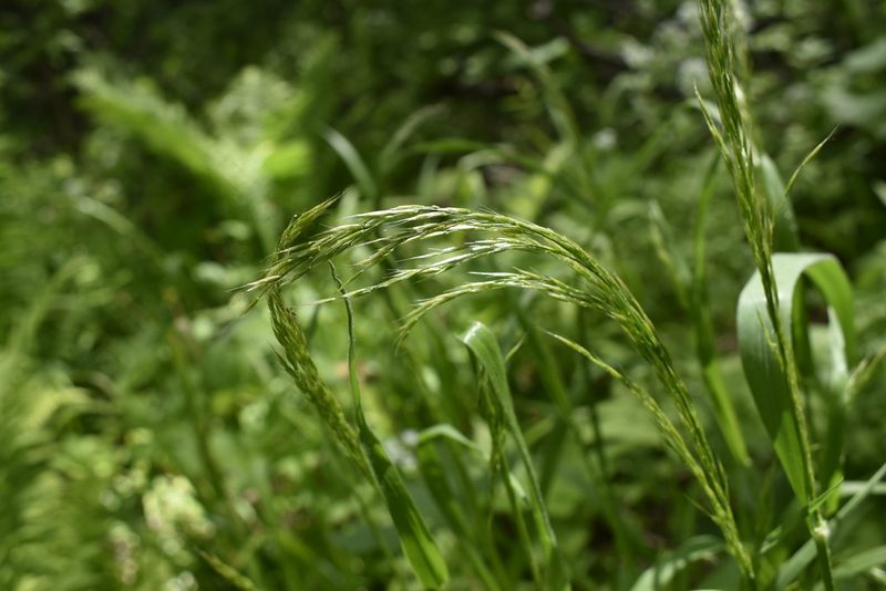 Sibirotrisetum sibiricum, photographed by Repina Tatyana