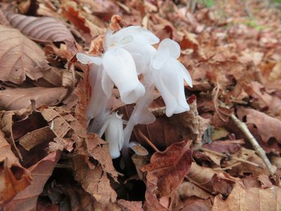 Monotropastrum humile, photographed by Marco Mussita