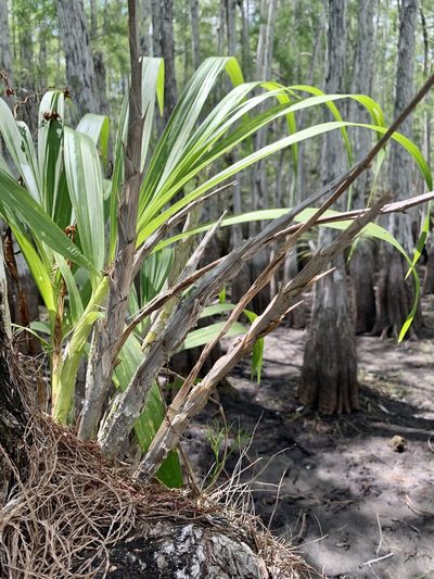 Cyrtopodium punctatum, photographed by Kathy Daniel