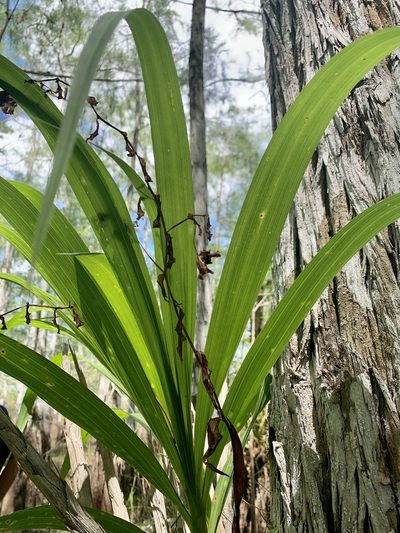Cyrtopodium punctatum, photographed by Kathy Daniel