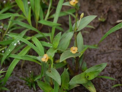 Murdannia versicolor, photographed by Dinesh Valke
