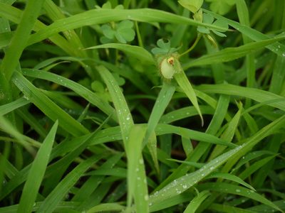 Geissaspis cristata, photographed by Dinesh Valke