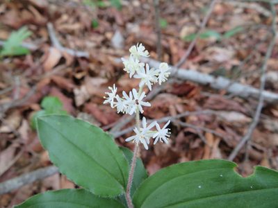 Maianthemum japonicum, photographed by Marco Mussita