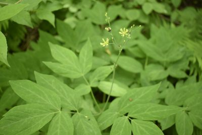 Caulophyllum robustum, photographed by Repina Tatyana