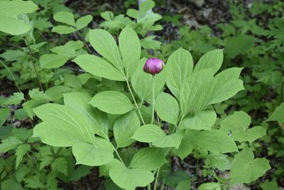 Paeonia obovata, photographed by Repina Tatyana